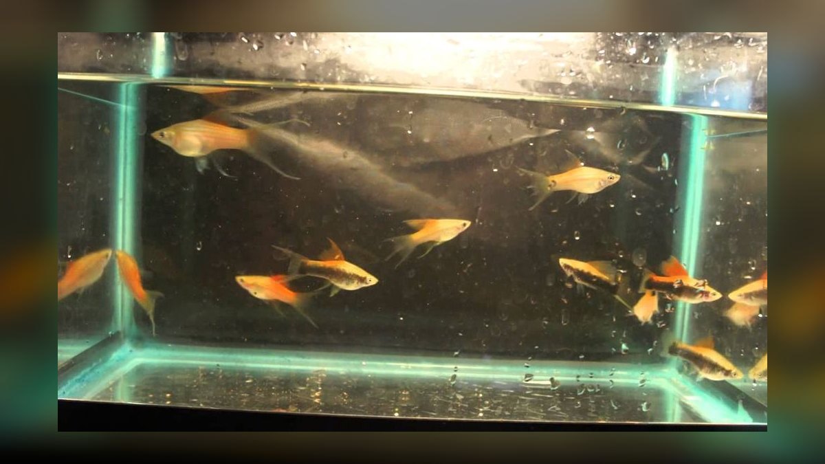 Top 10 Lyretail Swordtail Strains 2027 — figure 6