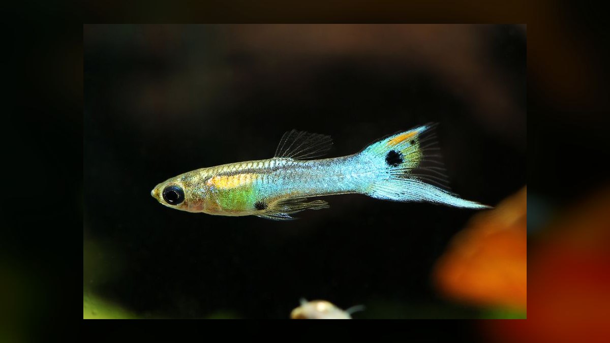 Top 10 Lyretail Swordtail Strains 2027 — figure 7