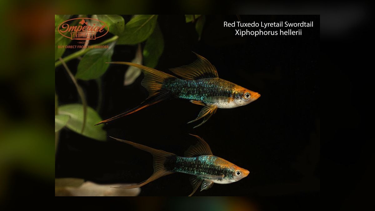 Top 10 Lyretail Swordtail Strains 2027 — figure 8