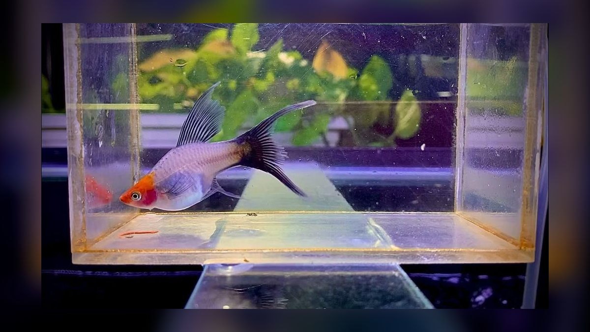 Top 10 Lyretail Swordtail Strains 2027 — figure 9