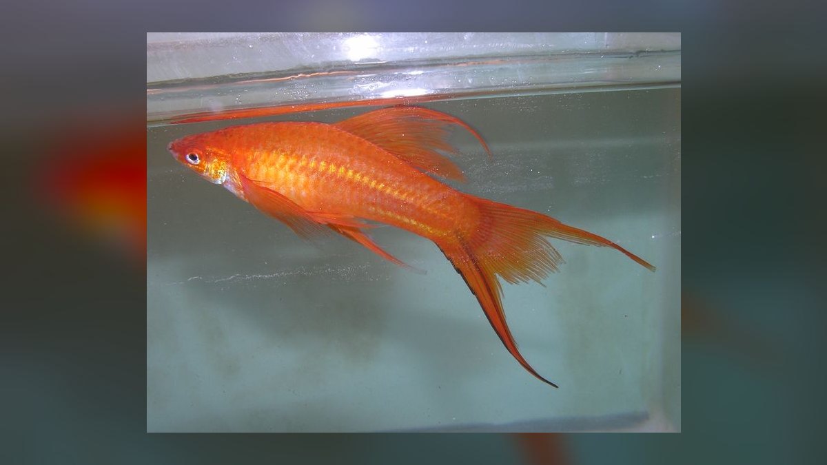 Top 10 Lyretail Swordtail Strains 2027