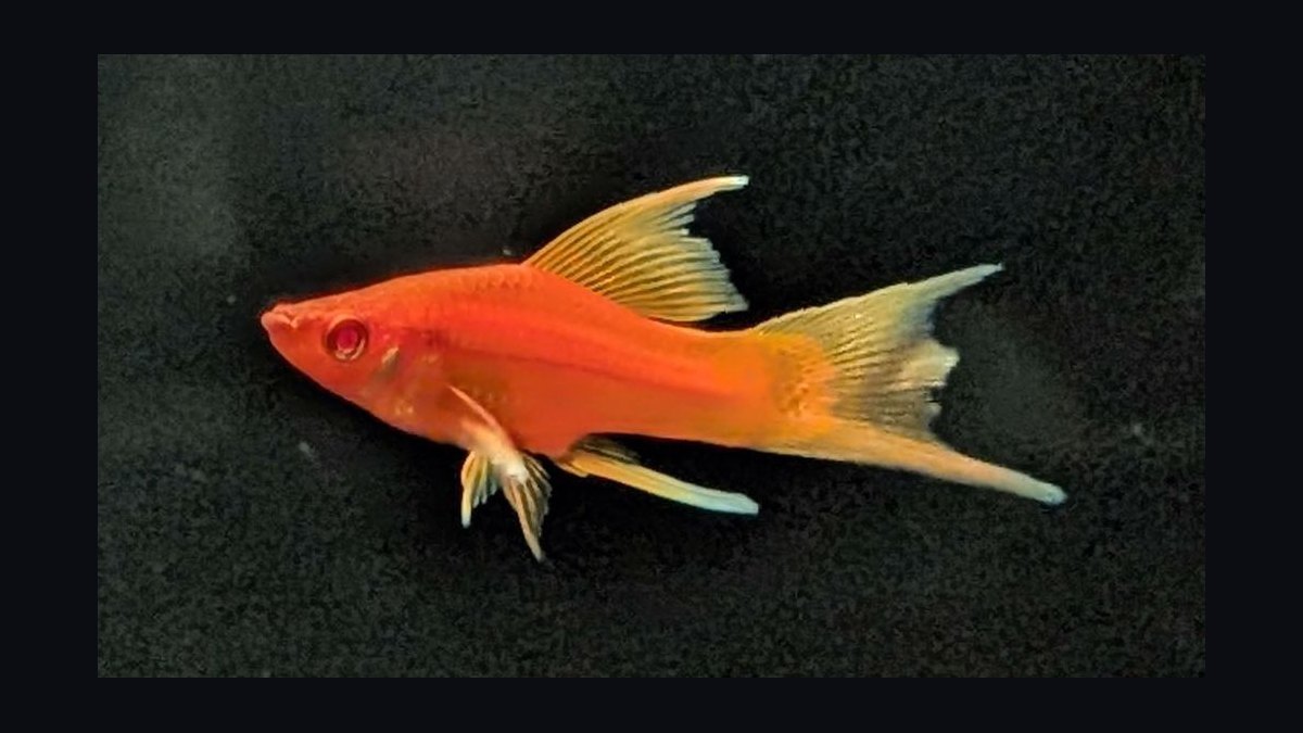 Top 10 Lyretail Swordtail Strains 2027