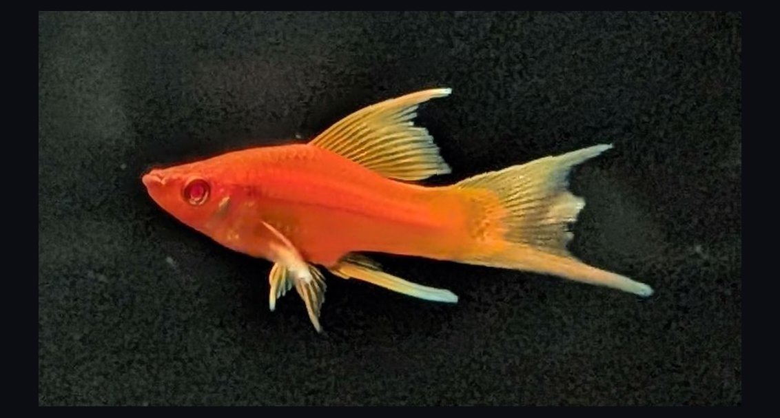 Top 10 Lyretail Swordtail Strains 2027