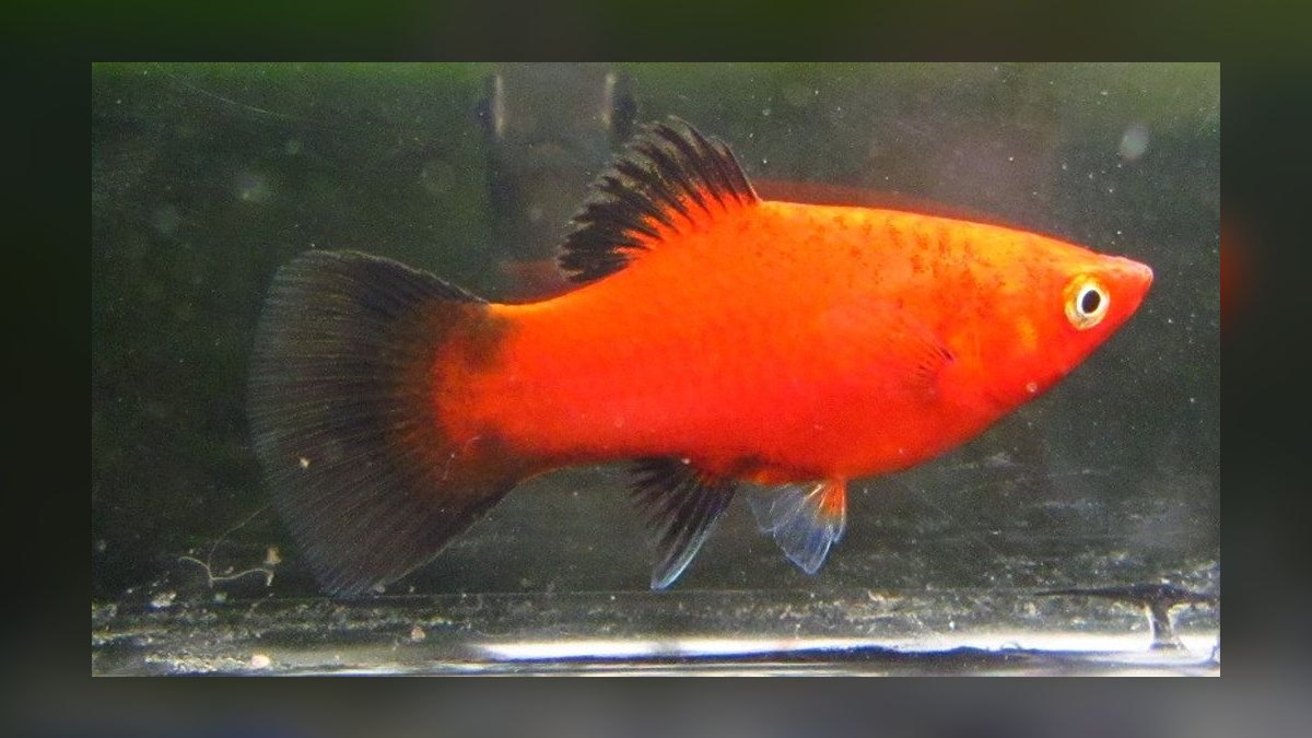 Top 10 Platy Fish Color Morphs 2027 — figure 10