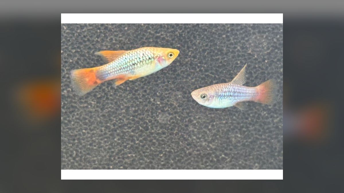 Top 10 Platy Fish Color Morphs 2027 — figure 7