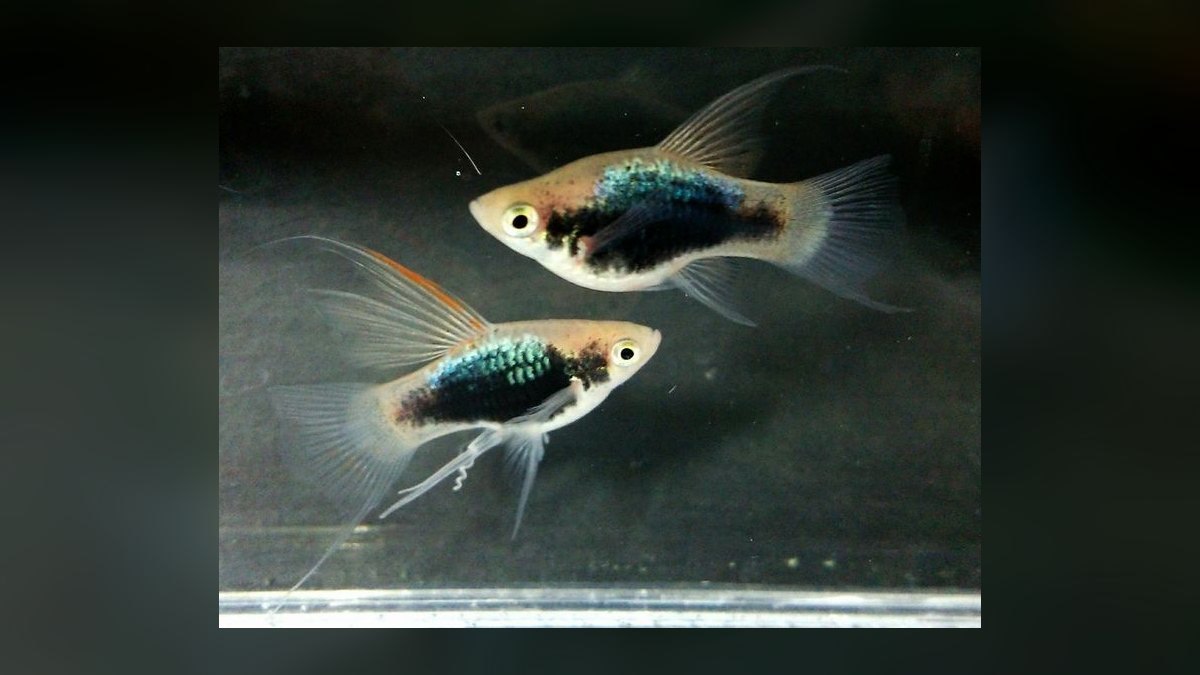 Top 10 Platy Fish Color Morphs 2027 — figure 8