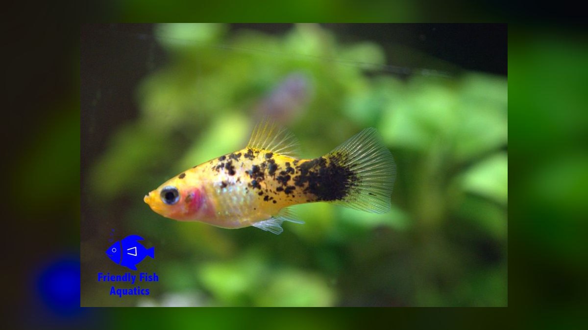 Top 10 Platy Fish Color Morphs 2027 — figure 9