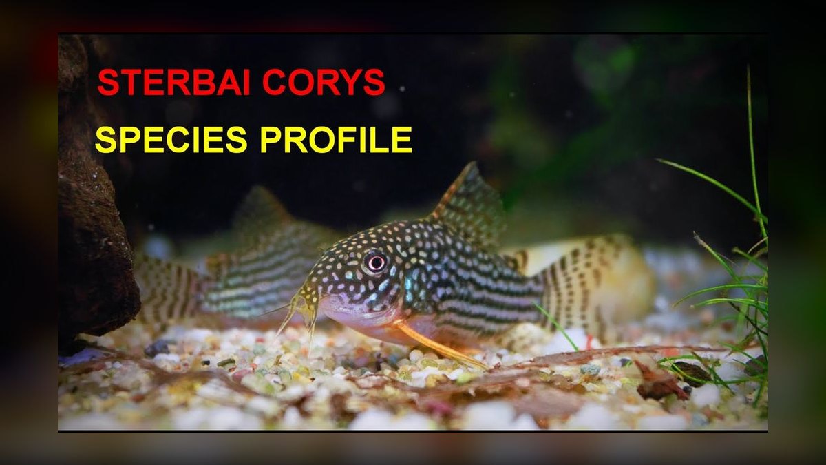 Top 10 Killifish Beginner Species 2027 — figure 4