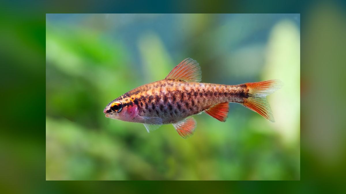 Top 10 Killifish Beginner Species 2027 — figure 7