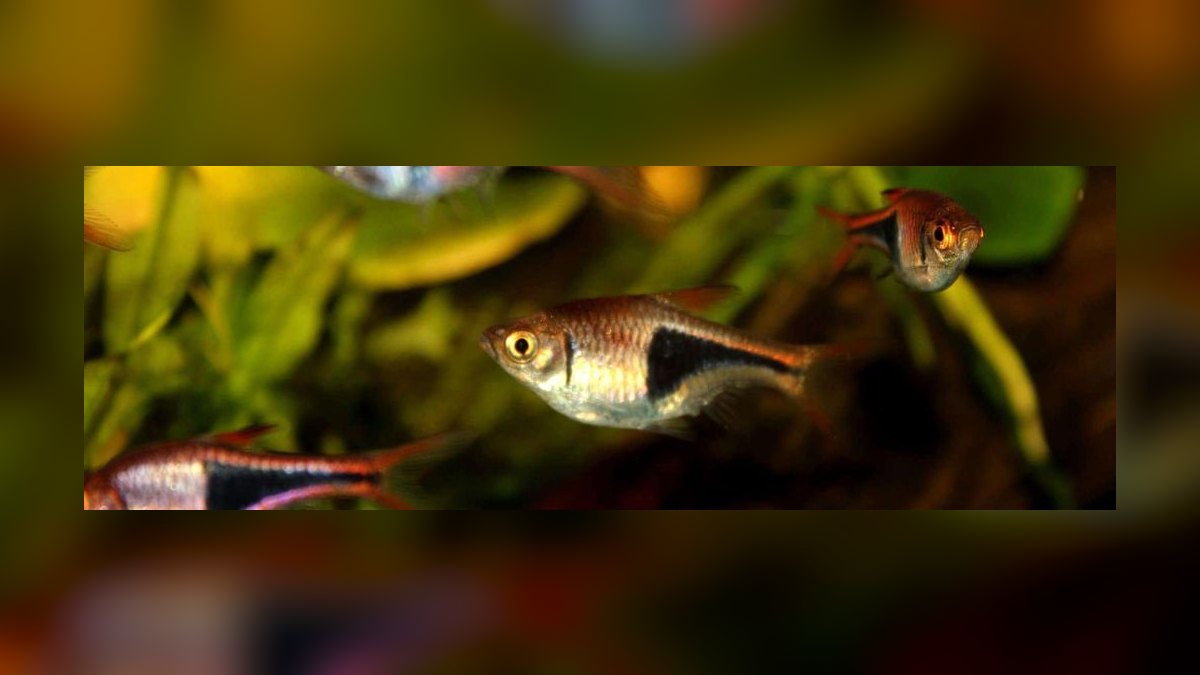 Top 10 Killifish Beginner Species 2027 — figure 8
