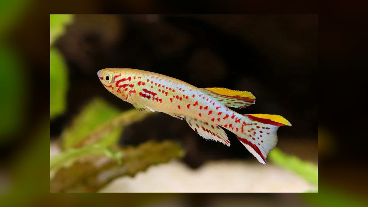 Top 10 Gardneri Killifish Pairs 2027 — figure 10