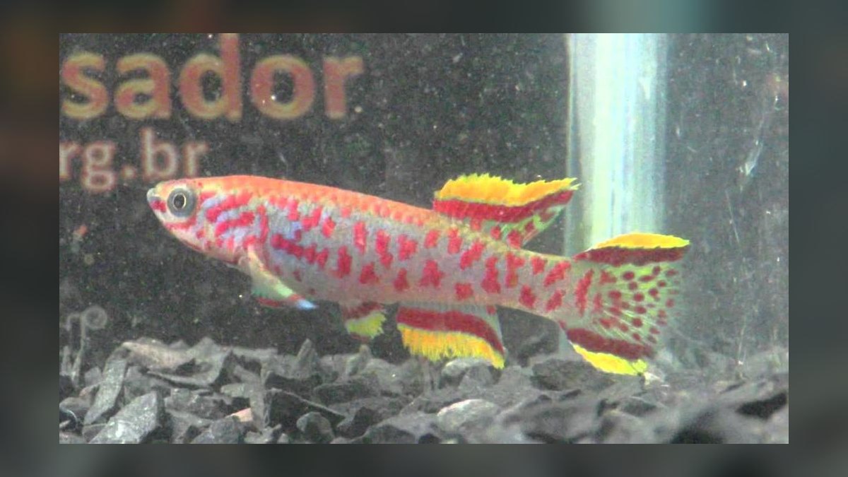 Top 10 Gardneri Killifish Pairs 2027 — figure 8