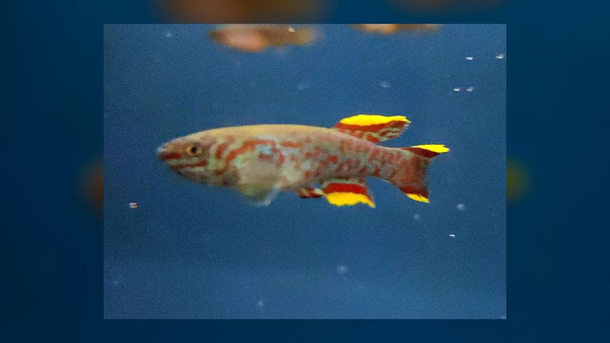 Top 10 Gardneri Killifish Pairs 2027 — figure 9
