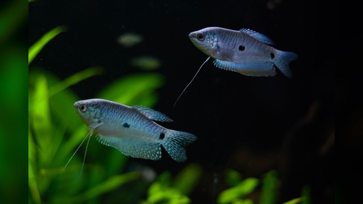 Top 10 Gardneri Killifish Pairs 2027