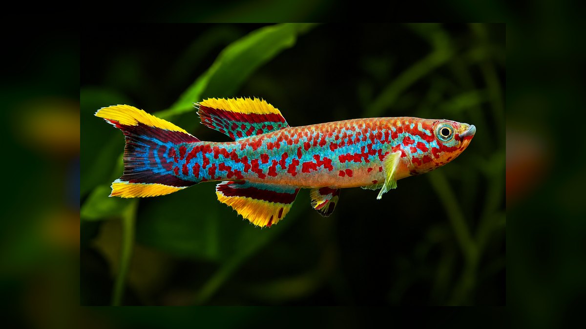 Top 10 Gardneri Killifish Pairs 2027