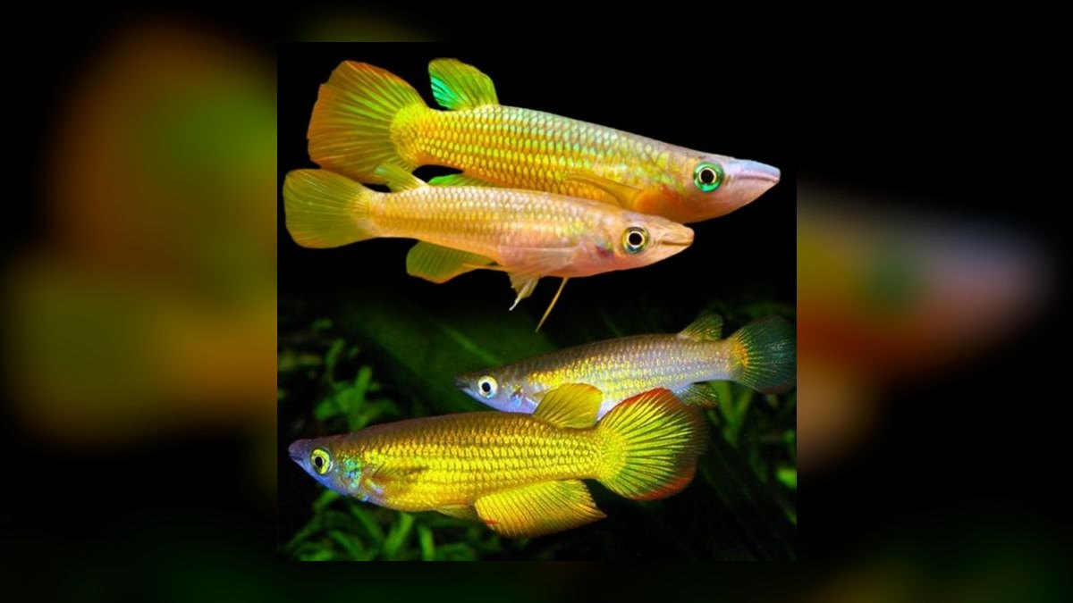 Top 10 Golden Wonder Killifish Top Swimmers 2027 — figure 1