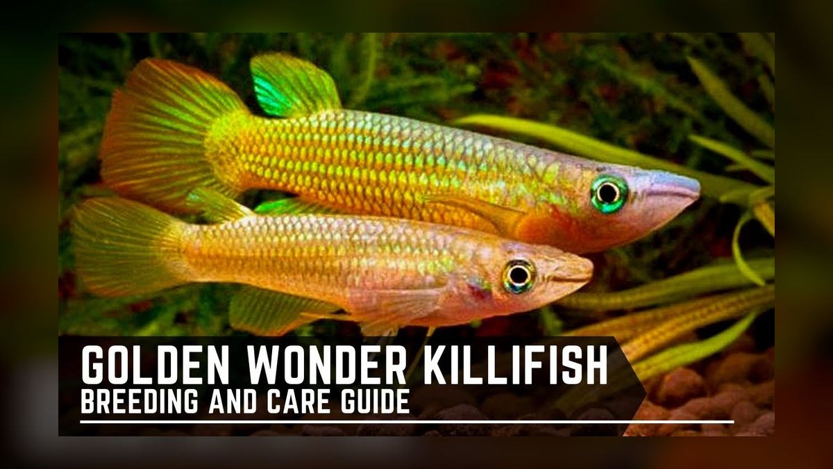 Top 10 Golden Wonder Killifish Top Swimmers 2027 — figure 10