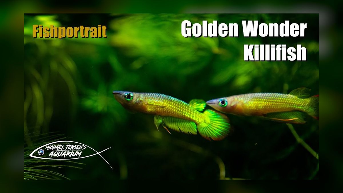 Top 10 Golden Wonder Killifish Top Swimmers 2027 — figure 2