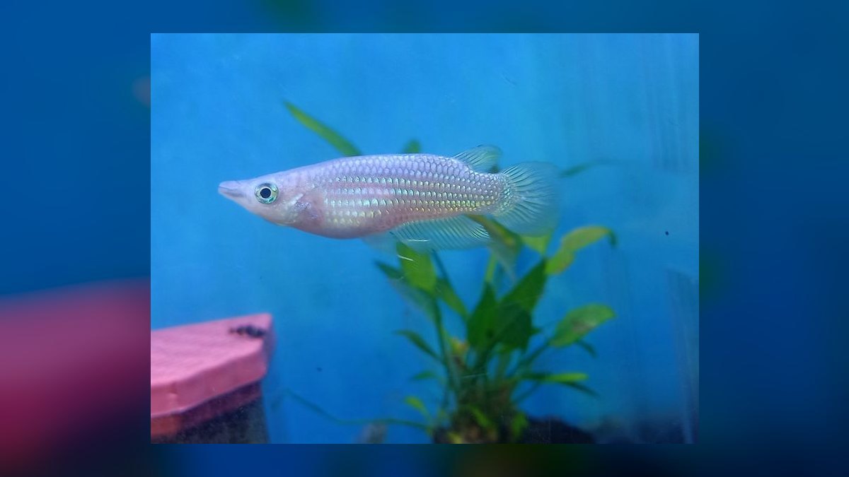 Top 10 Golden Wonder Killifish Top Swimmers 2027 — figure 3