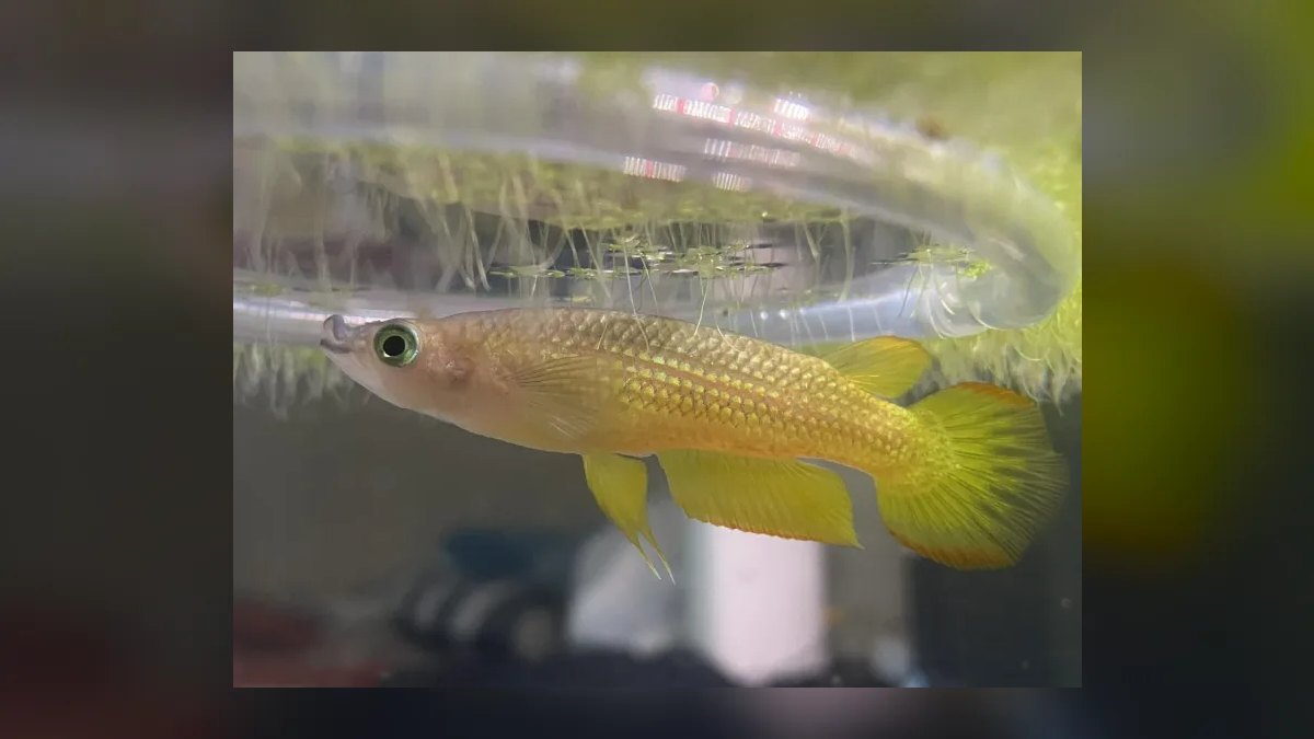 Top 10 Golden Wonder Killifish Top Swimmers 2027 — figure 4
