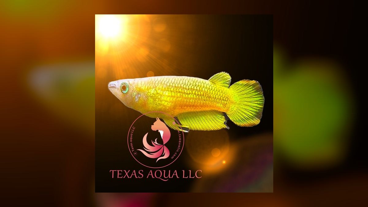 Top 10 Golden Wonder Killifish Top Swimmers 2027 — figure 5