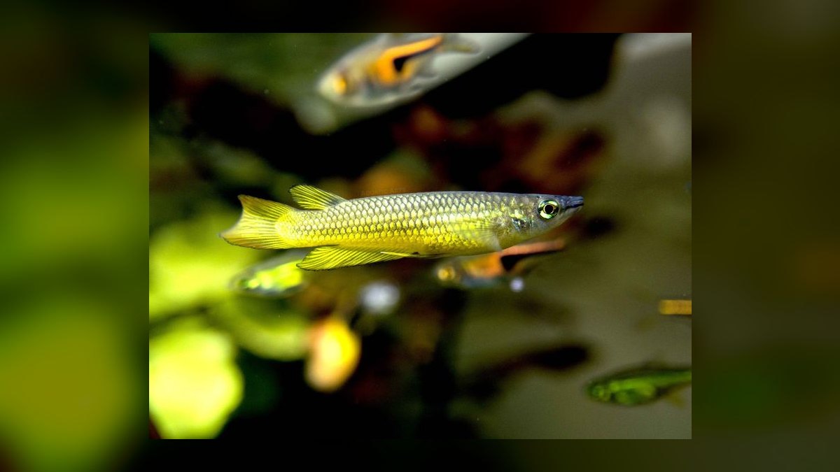 Top 10 Golden Wonder Killifish Top Swimmers 2027 — figure 6