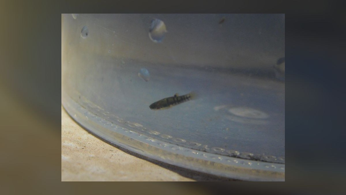 Top 10 Golden Wonder Killifish Top Swimmers 2027 — figure 7