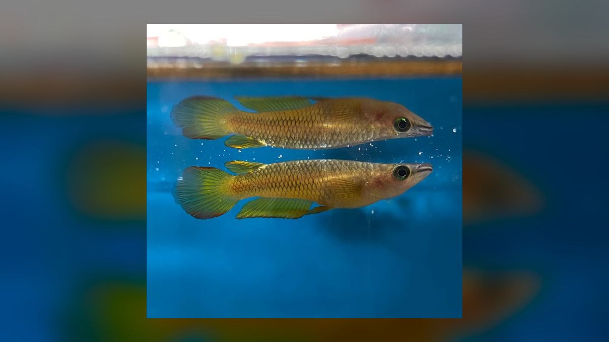 Top 10 Golden Wonder Killifish Top Swimmers 2027 — figure 8