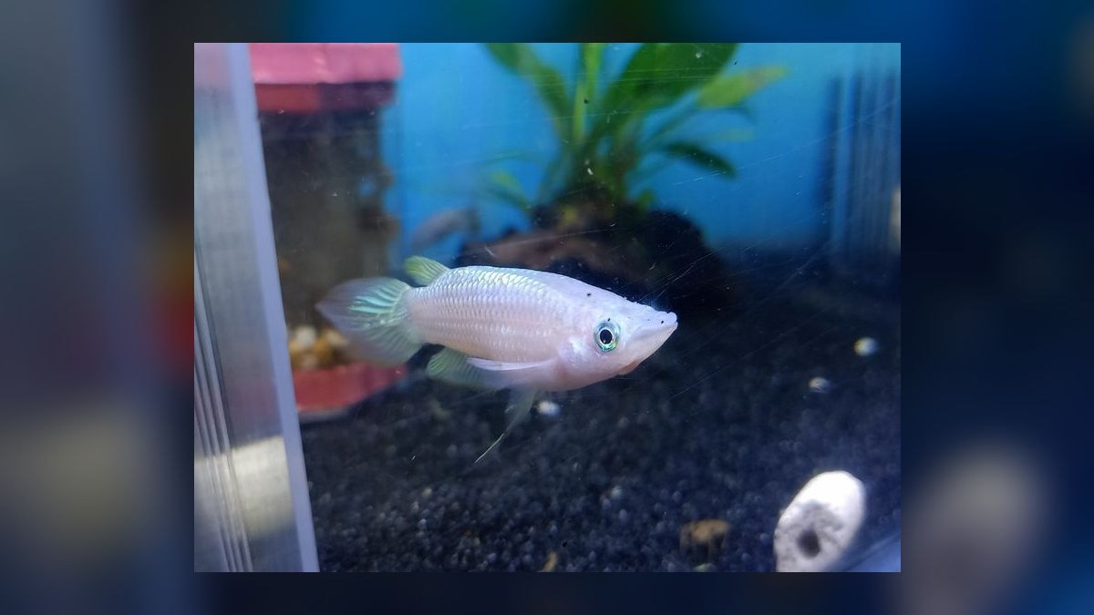 Top 10 Golden Wonder Killifish Top Swimmers 2027 — figure 9