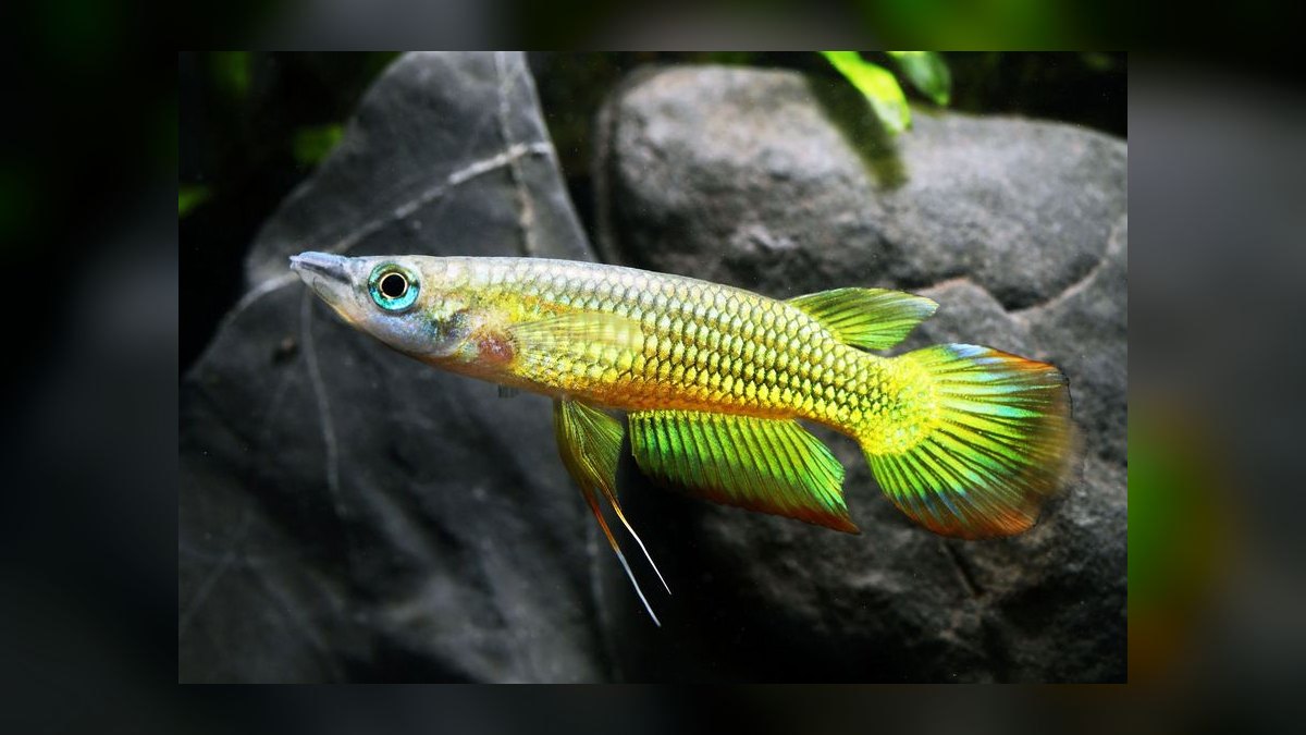 Top 10 Golden Wonder Killifish Top Swimmers 2027