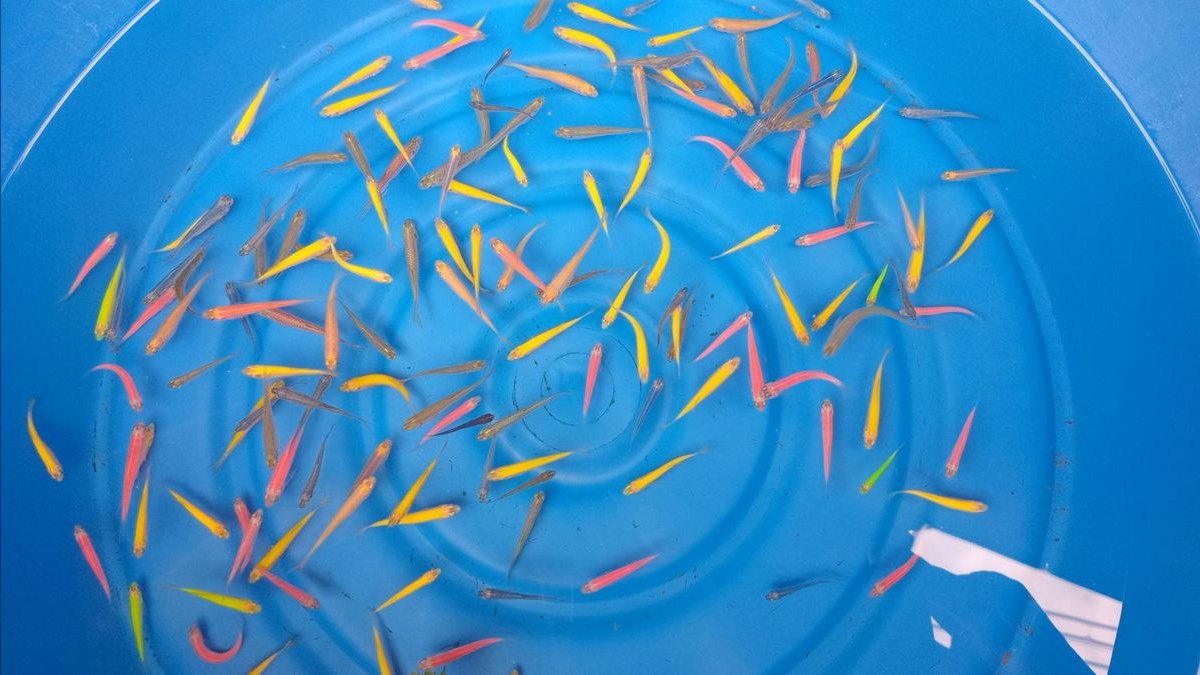 Top 10 Celebes Rainbow Nano Fish 2027 — figure 1