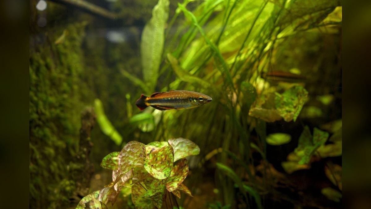 Top 10 Celebes Rainbow Nano Fish 2027 — figure 3