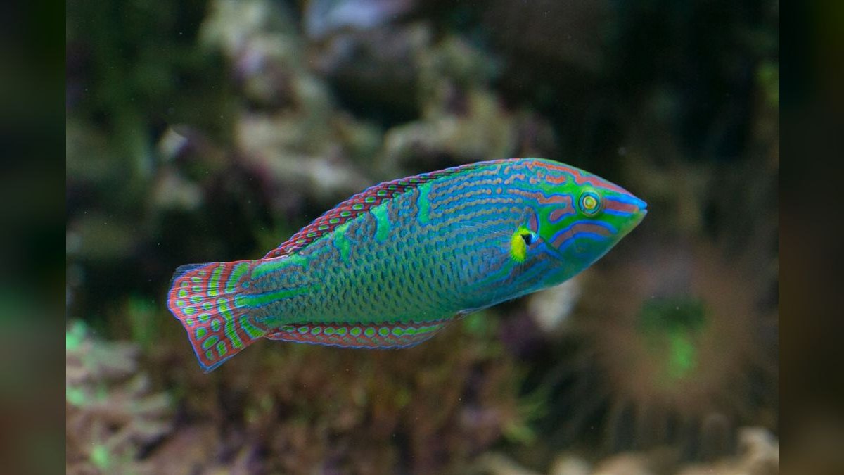 Top 10 Celebes Rainbow Nano Fish 2027