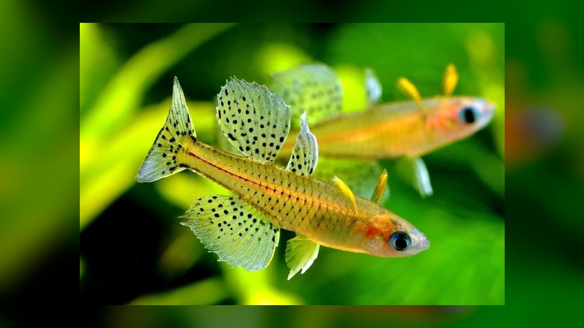 Top 10 Forktail Blue Eye Rainbowfish 2027 — figure 2