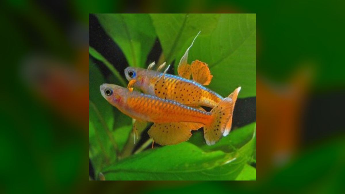 Top 10 Forktail Blue Eye Rainbowfish 2027 — figure 3