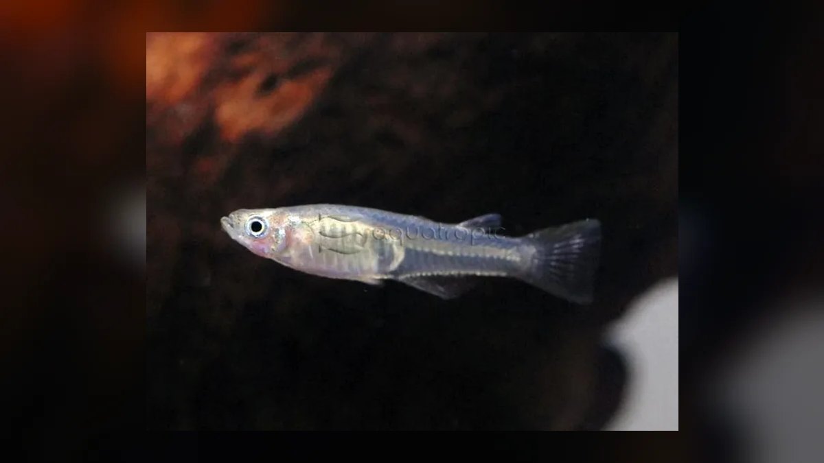 Top 10 Forktail Blue Eye Rainbowfish 2027 — figure 5