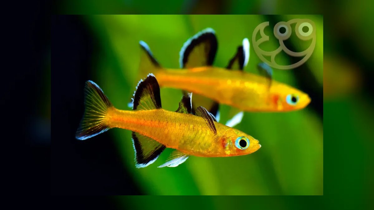 Top 10 Forktail Blue Eye Rainbowfish 2027 — figure 6