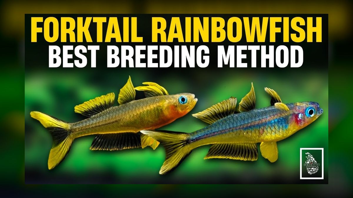 Top 10 Forktail Blue Eye Rainbowfish 2027 — figure 8