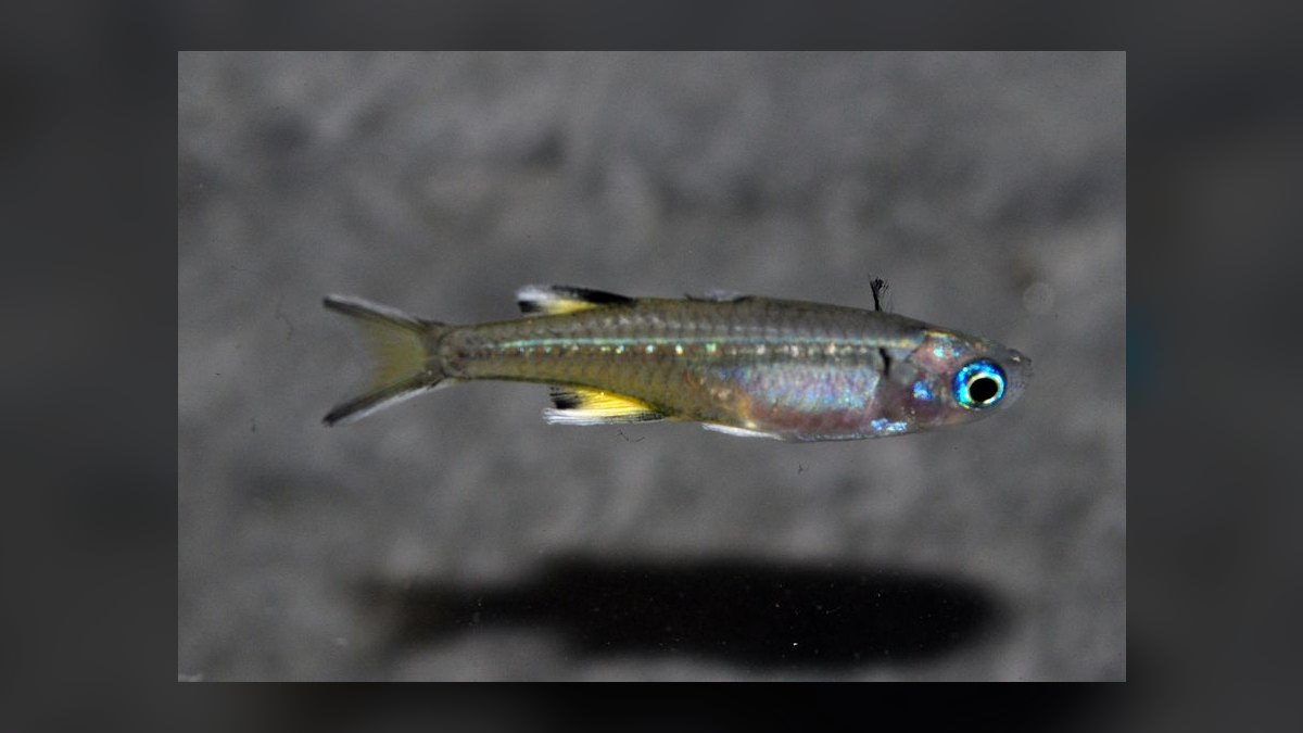 Top 10 Forktail Blue Eye Rainbowfish 2027 — figure 9
