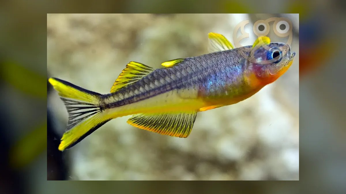 Top 10 Pseudomugil Rainbowfish Species 2027 — figure 1
