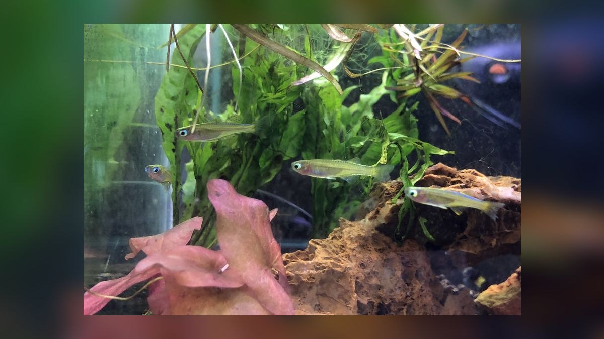 Top 10 Pseudomugil Rainbowfish Species 2027 — figure 4
