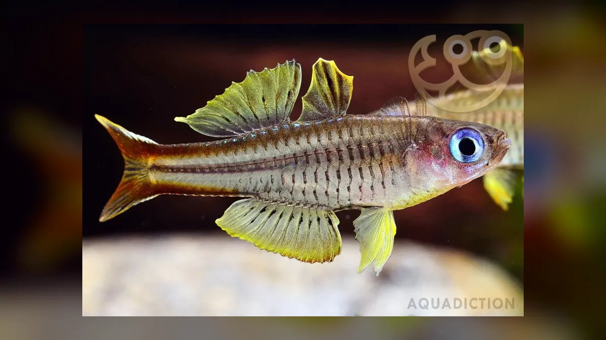 Top 10 Pseudomugil Rainbowfish Species 2027 — figure 5