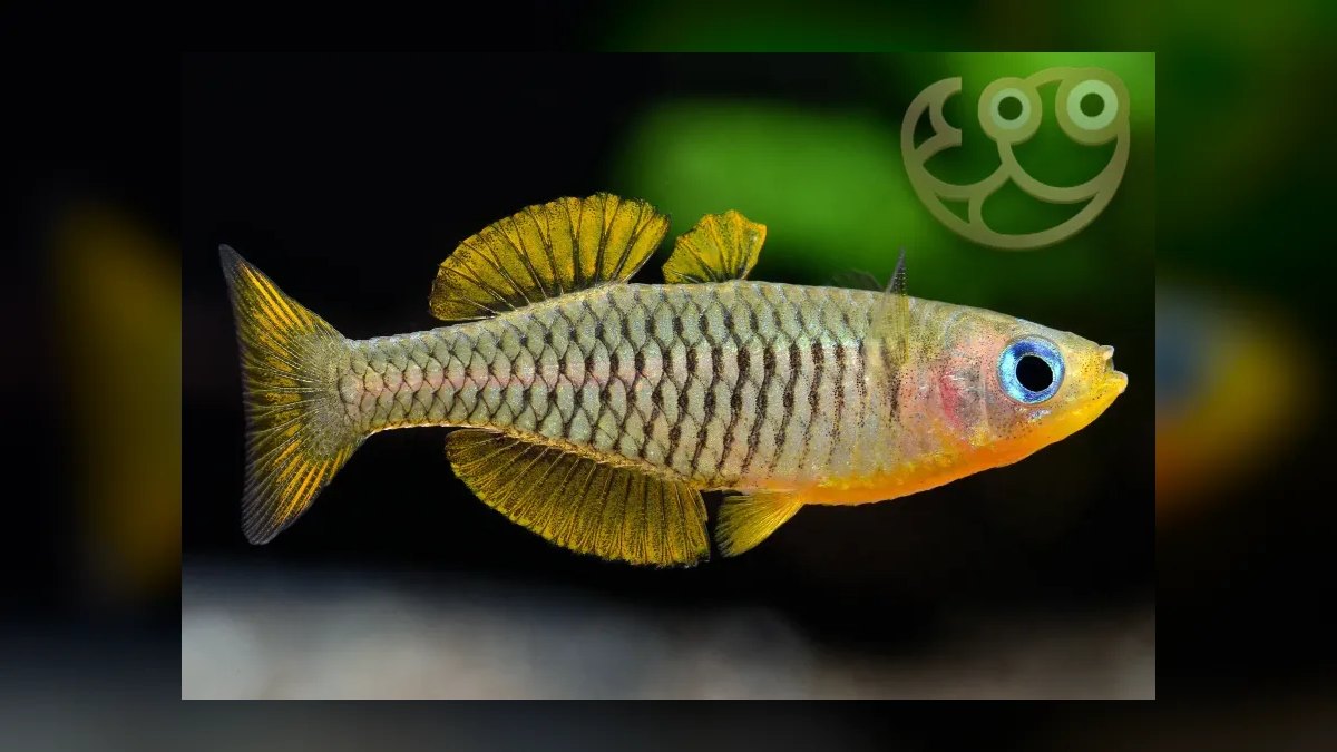 Top 10 Pseudomugil Rainbowfish Species 2027 — figure 6