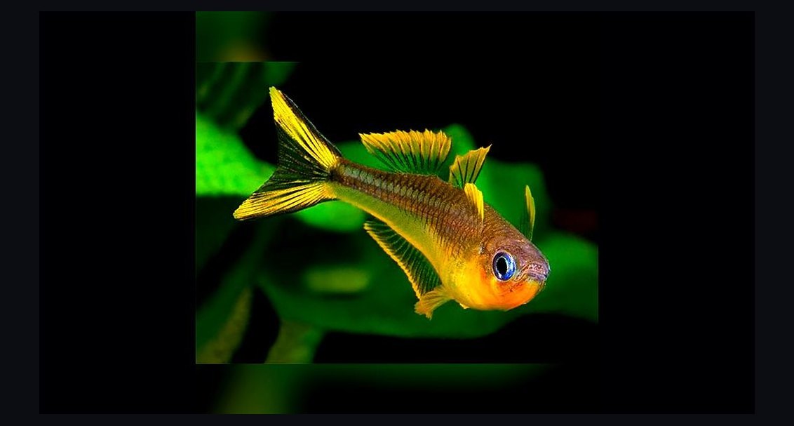 Top 10 Pseudomugil Rainbowfish Species 2027