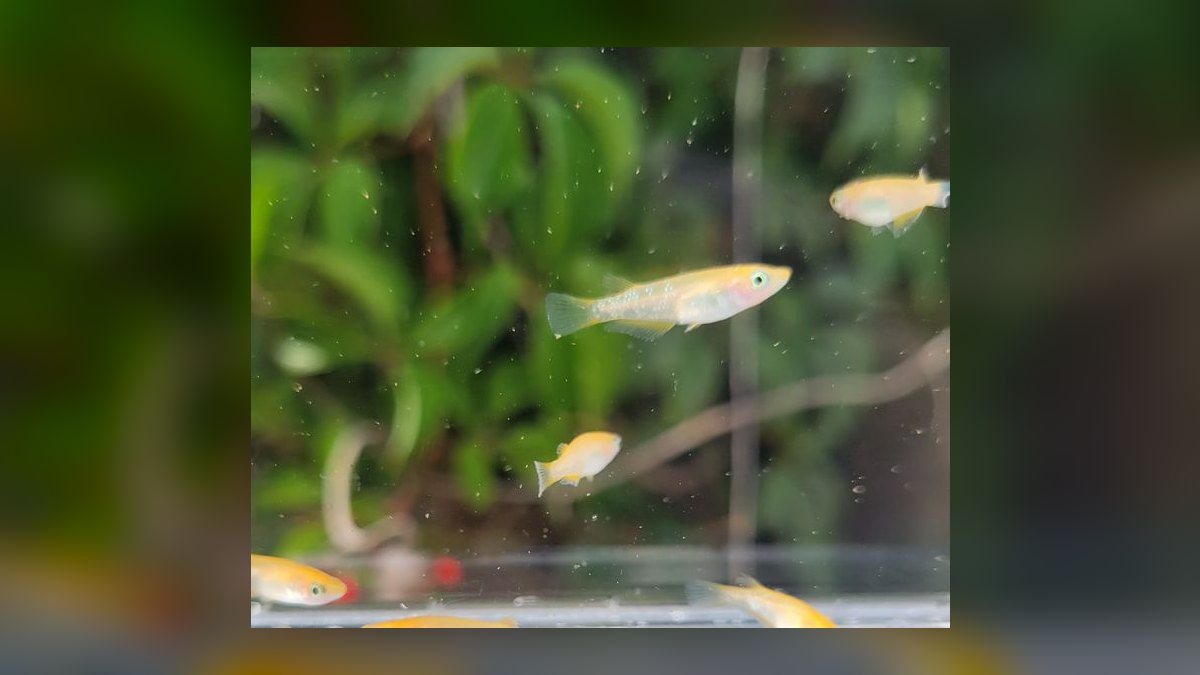 Top 10 Rice Fish Nano Species 2027 — figure 1