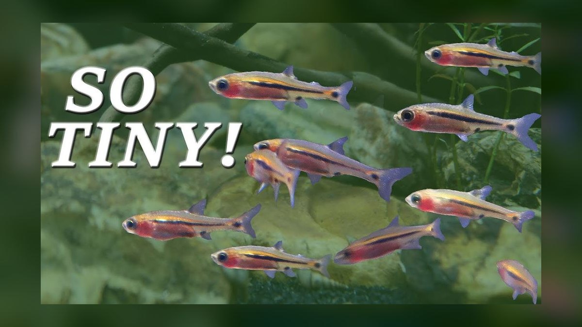 Top 10 Rice Fish Nano Species 2027 — figure 10