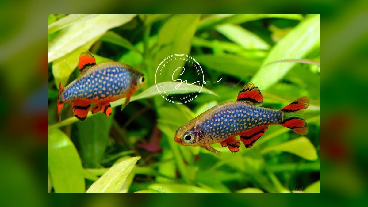 Top 10 Rice Fish Nano Species 2027 — figure 2