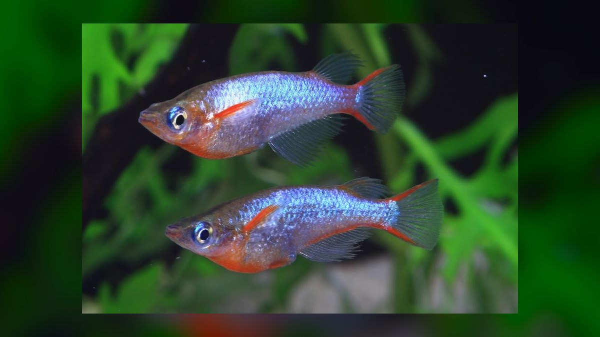 Top 10 Rice Fish Nano Species 2027 — figure 4