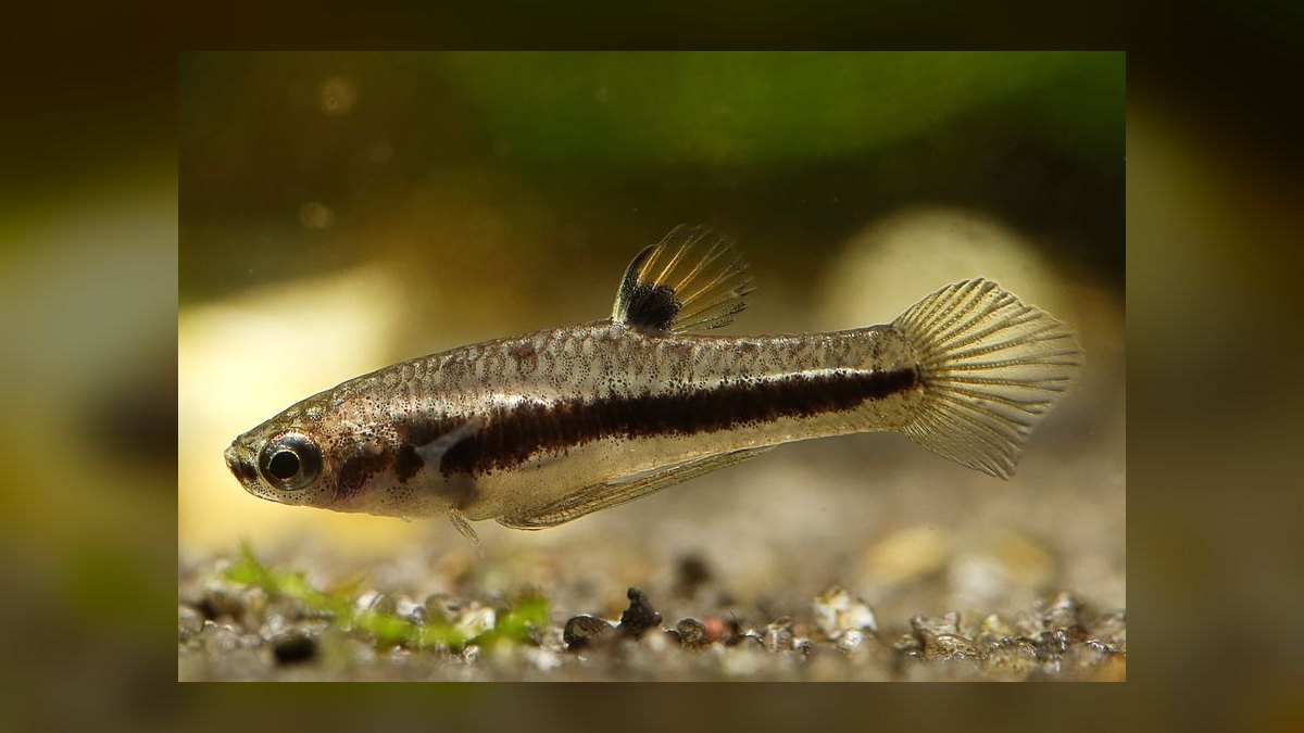 Top 10 Rice Fish Nano Species 2027 — figure 6