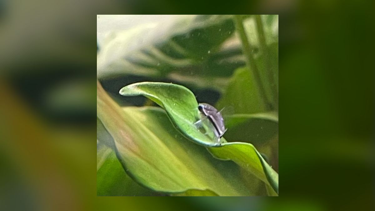 Top 10 Rice Fish Nano Species 2027 — figure 9